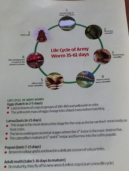 Life Cycle of Army Worm (35-61 days)